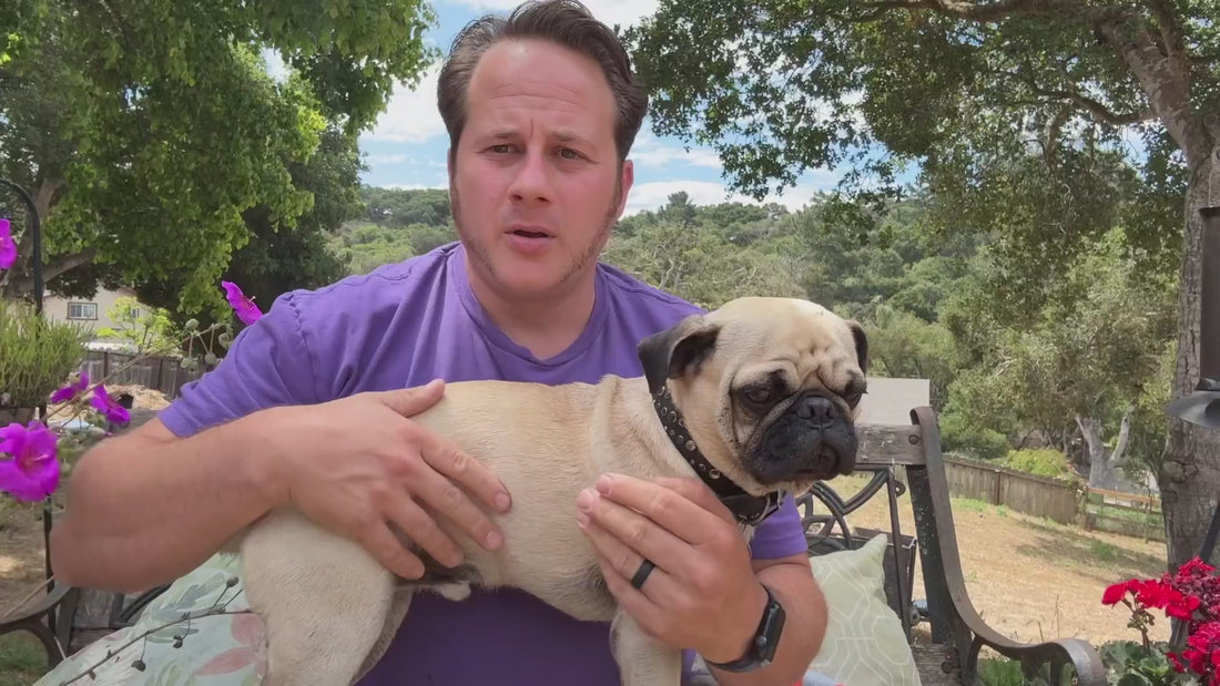 Dog cooling vest review